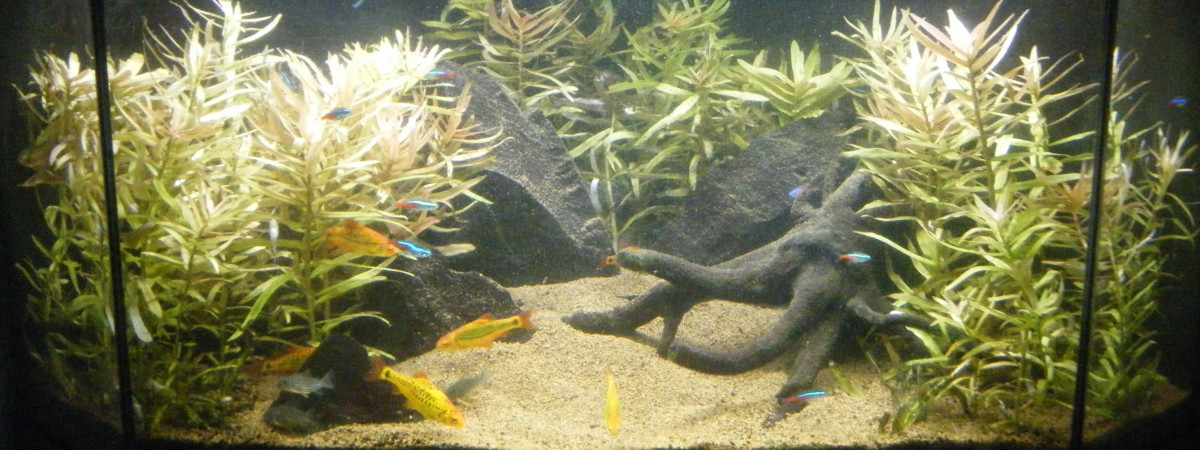 aquarium Pans de Travassac