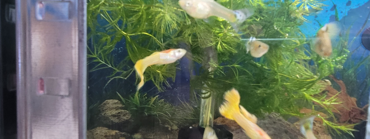 aquarium Guppy yellow lace