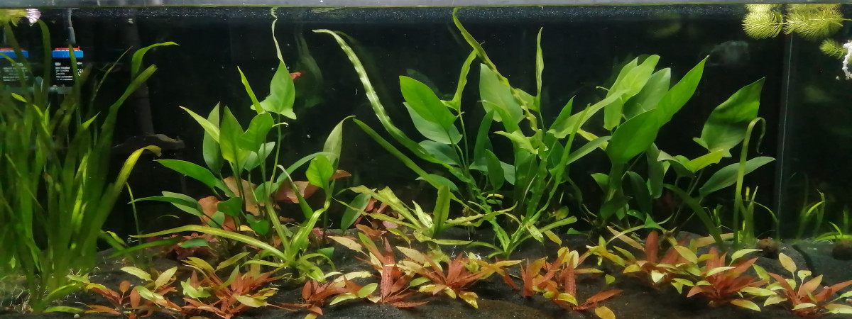 aquarium Mon aqua