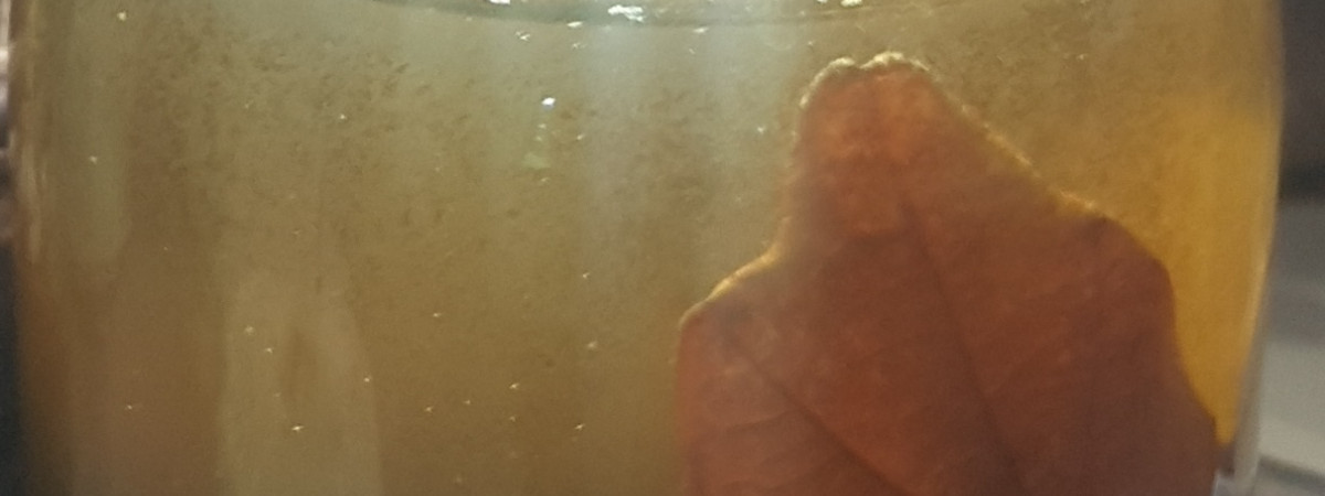 aquarium Pico biotobe marécage québécois 2L