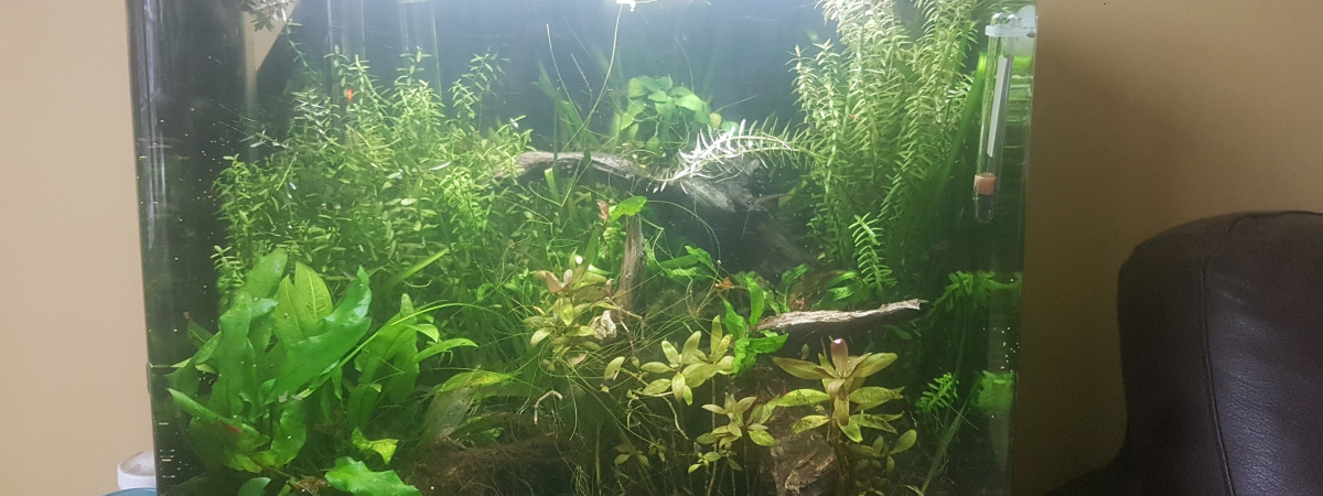 aquarium Bac 35L