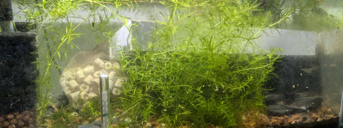 aquarium hopital - cultivation plantes