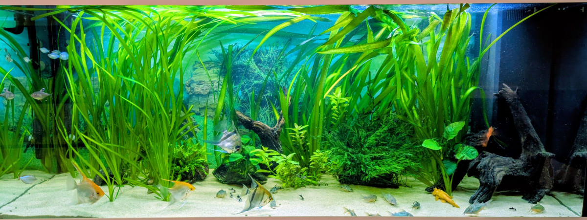 aquarium Rio 450