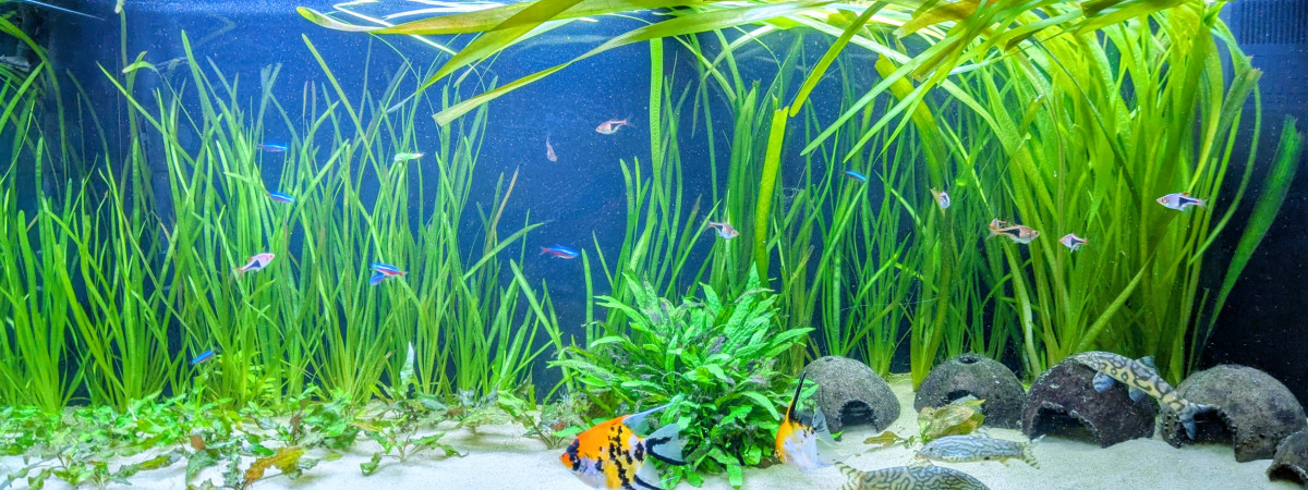 aquarium Rio 240 - TV