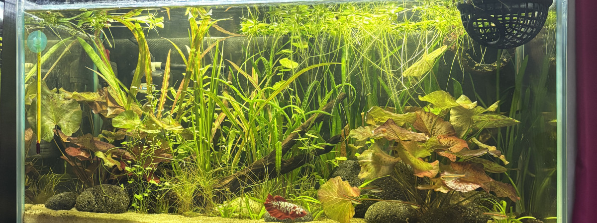 aquarium Tank AQUAEL 60 Khéops betta HMPK RGG