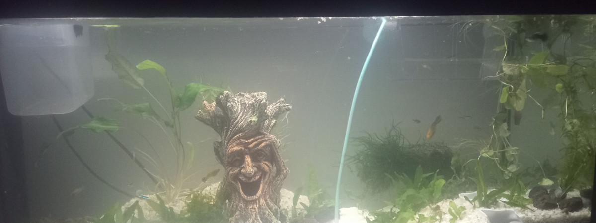 aquarium Derf03