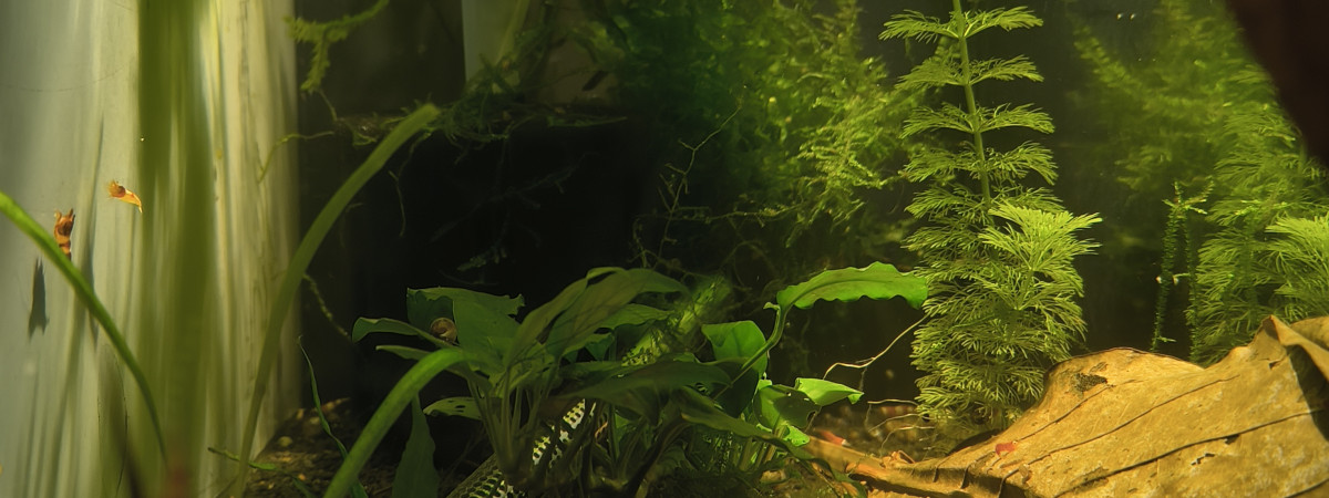aquarium Caridina red diverse