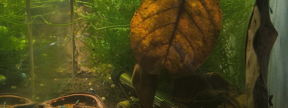 aquarium Caridina blue diverse