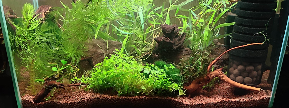 aquarium 20 L