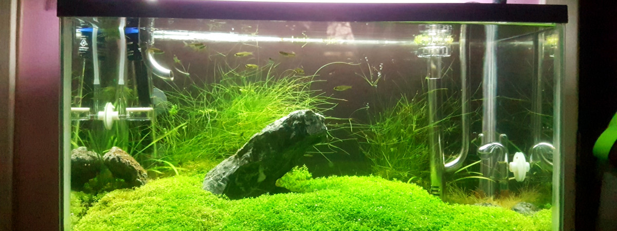 aquarium Furyohin - brocoli paradise