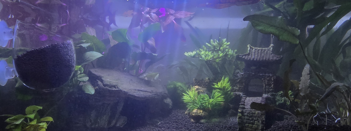 aquarium mon premier aquarium