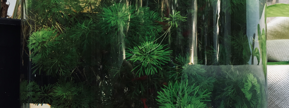 aquarium Mini aquarium