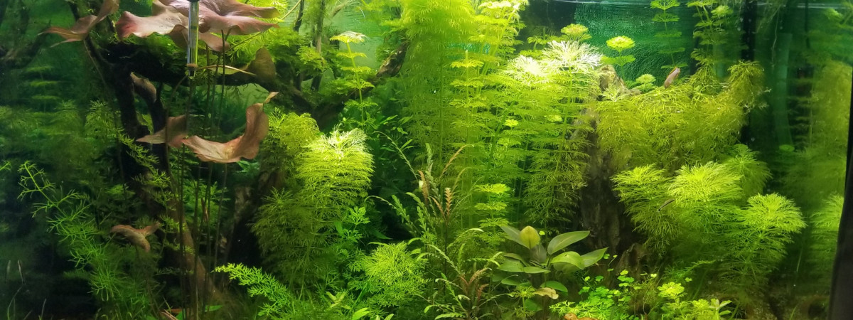 aquarium Test 300 l