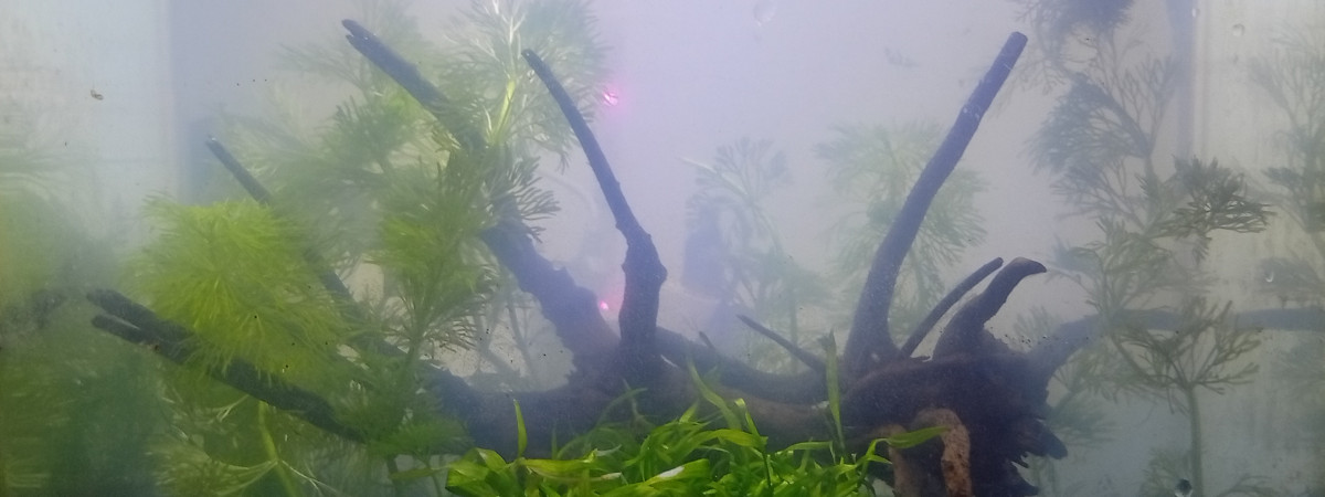 aquarium Coconut Low Tech