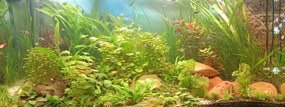 aquarium SAM RIO 350