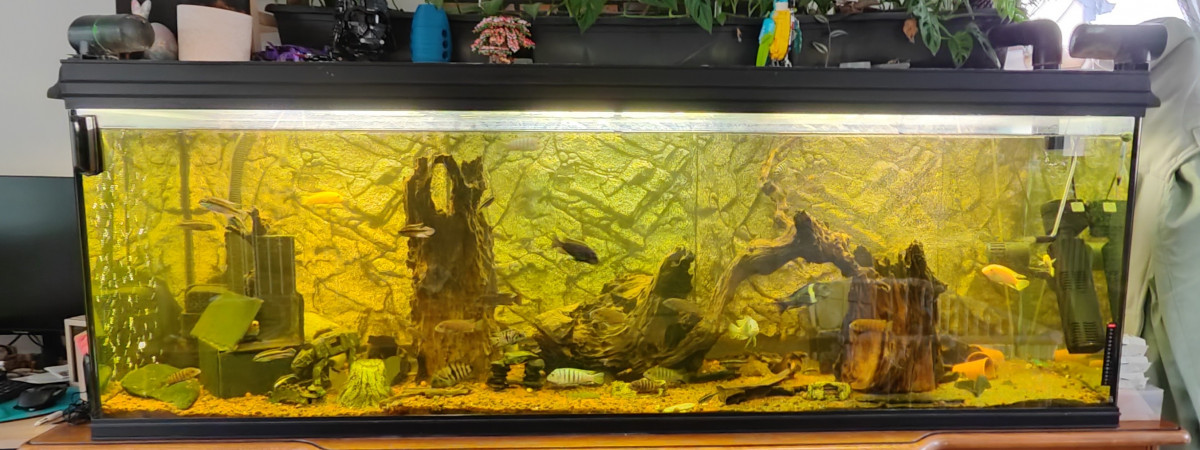 aquarium 700l