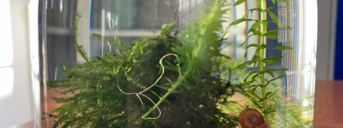 aquarium Jarrarium