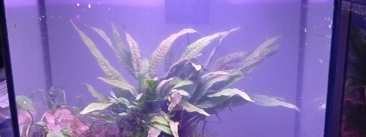 aquarium Pierre du Dragon