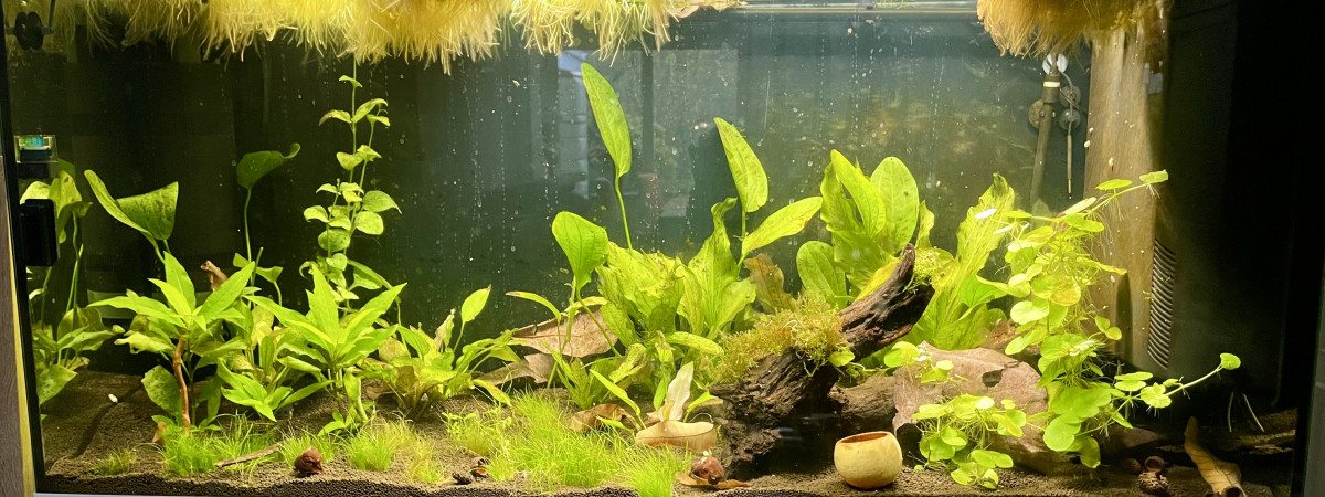 aquarium Gouramis