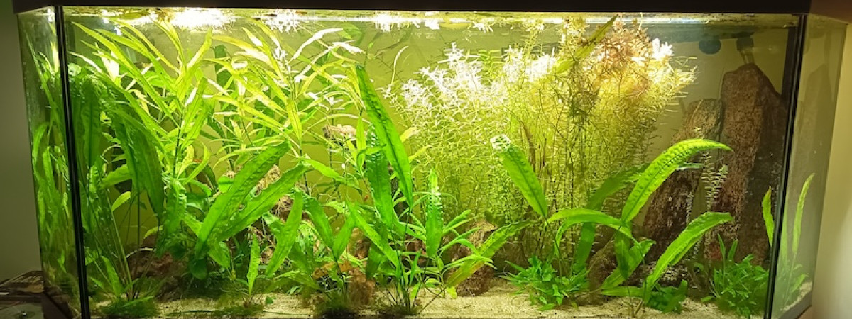aquarium 250 L