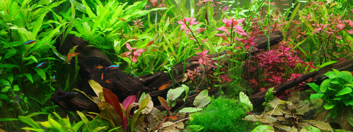 aquarium Eheim Proxima 250