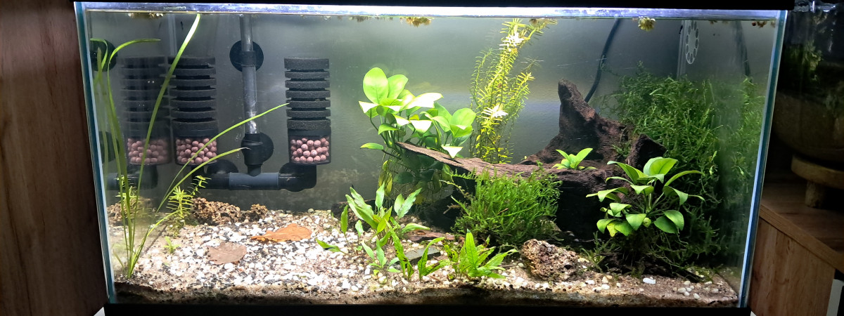 aquarium Ciao 60l neocaridina blue velvet