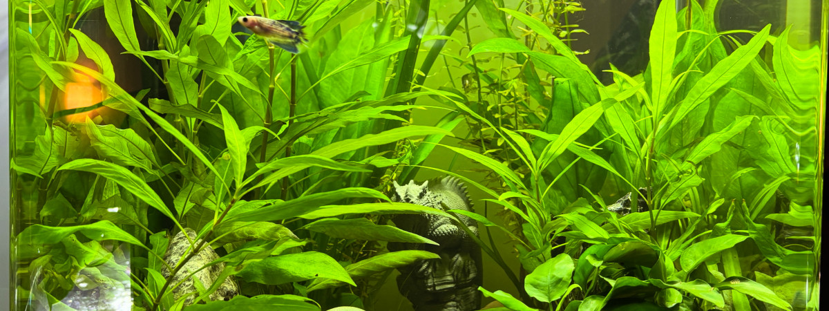 aquarium Nanocube AMTRA 60 Sororité Dune  Candice Night  Shadow Craquotte