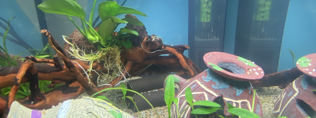 aquarium betta male