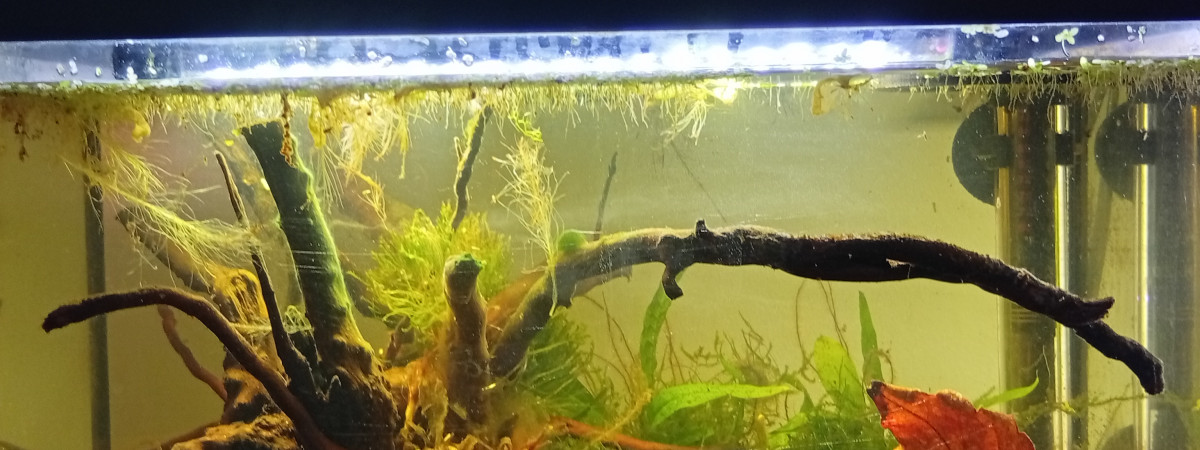 aquarium Thai Black Water
