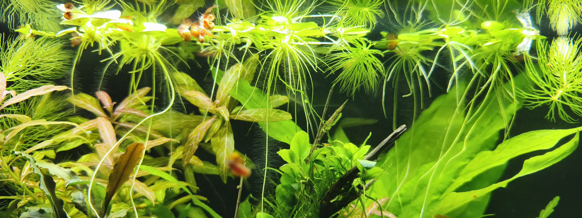 aquarium Ciano