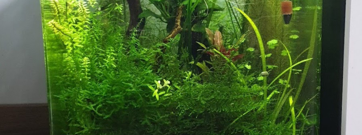 aquarium nano 30l amazonia