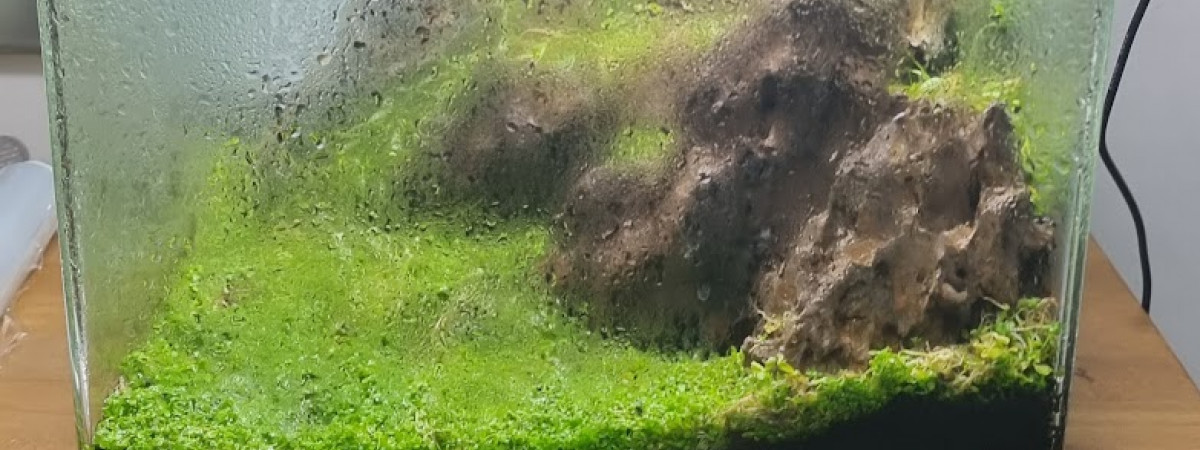 aquarium nano 30l hardscape