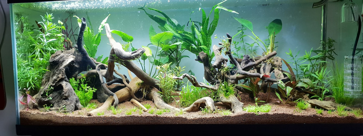 aquarium 120l amazonie