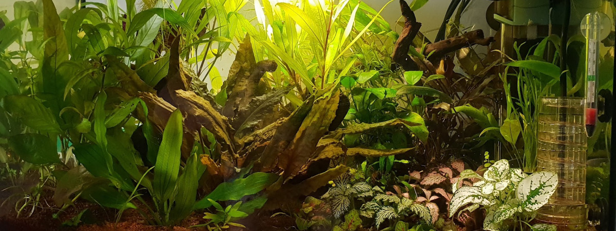 aquarium 50l