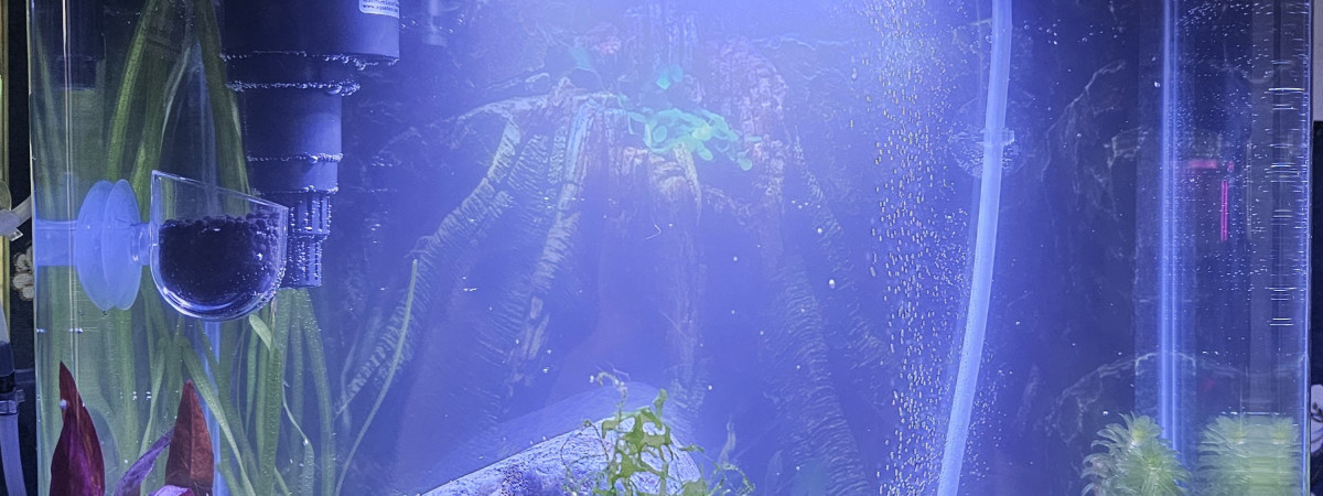 aquarium Femelles guppy