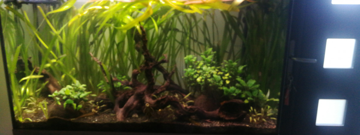 aquarium Bac 200L