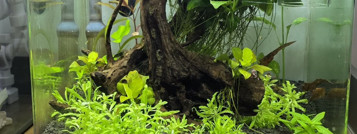 aquarium Nano cube 30 style amazonien