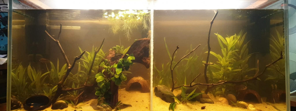 aquarium Aquarium biotope amazonien