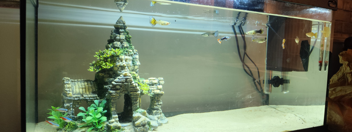 aquarium 007 il