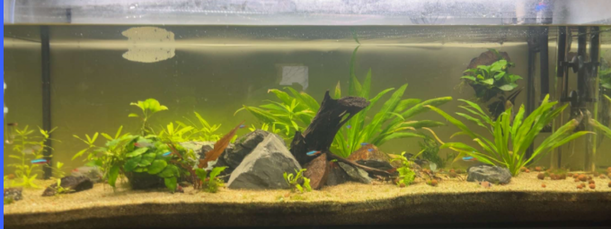 aquarium aquariums 300 L