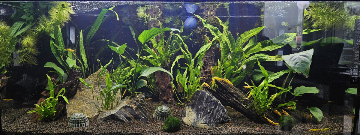 aquarium Aquarium 70L - Colonie Néocaridina