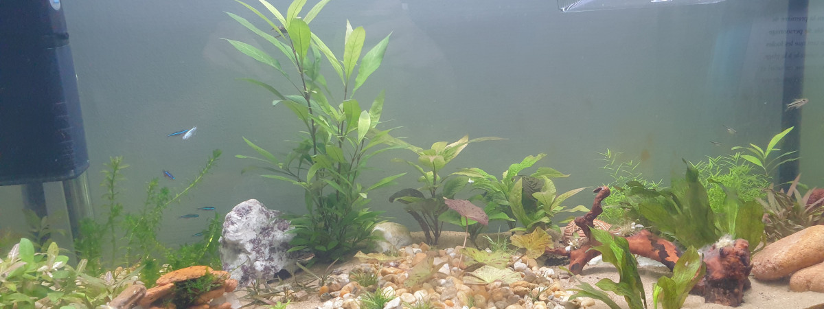 aquarium 90L