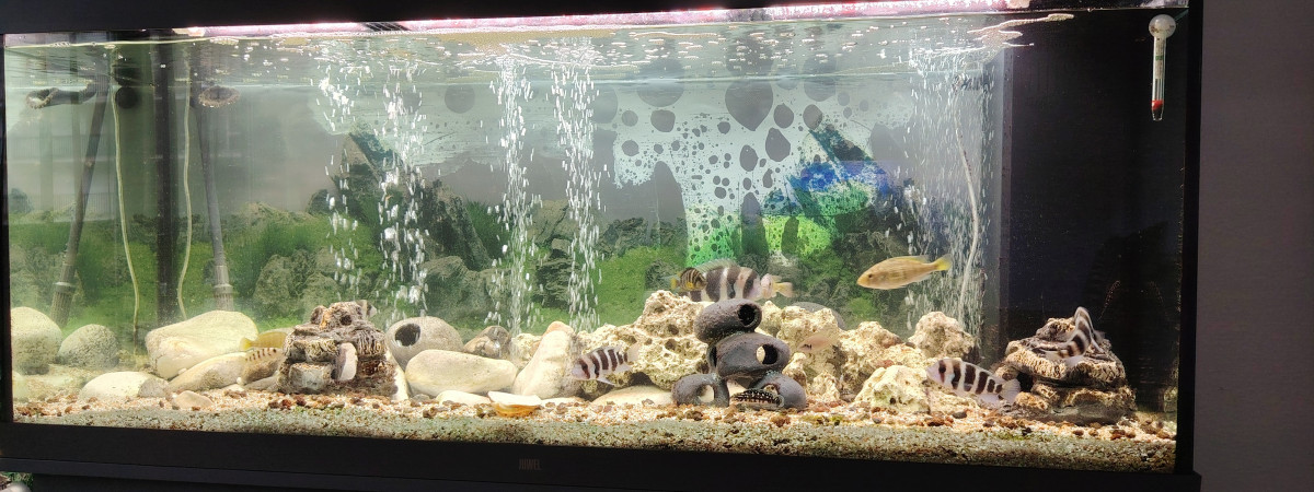 aquarium Tanganyika