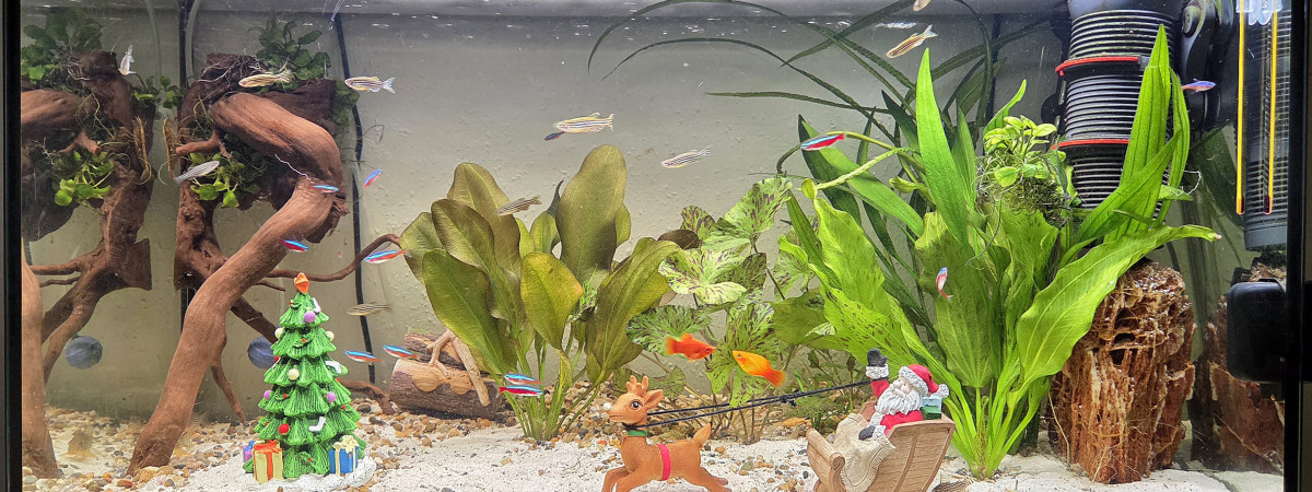 aquarium LE CANYON  OCCITAN