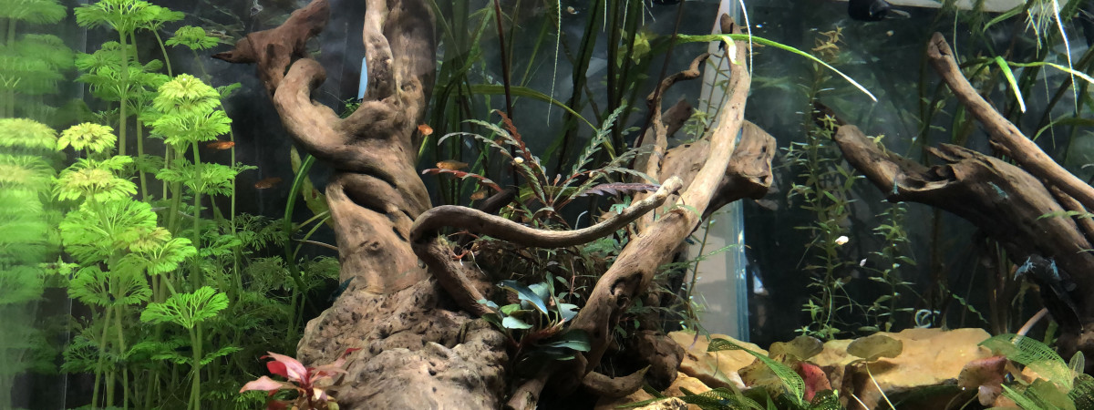 aquarium Kubo 125