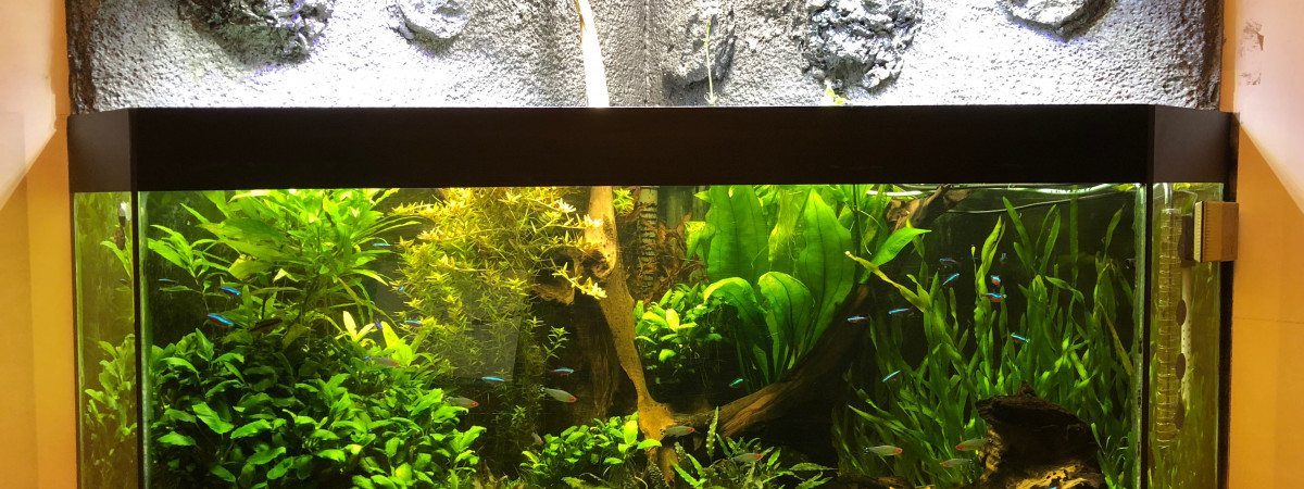 aquarium Koneko srl