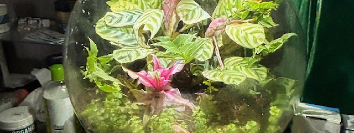 aquarium Biorb air 30