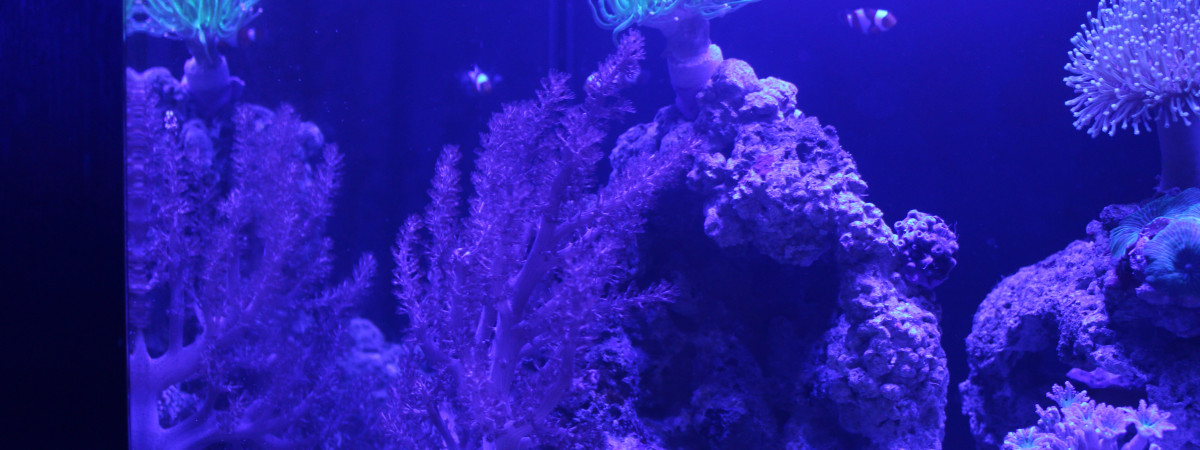 aquarium 70l