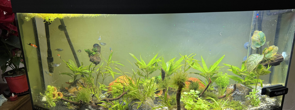 aquarium Juwel 260 Vision