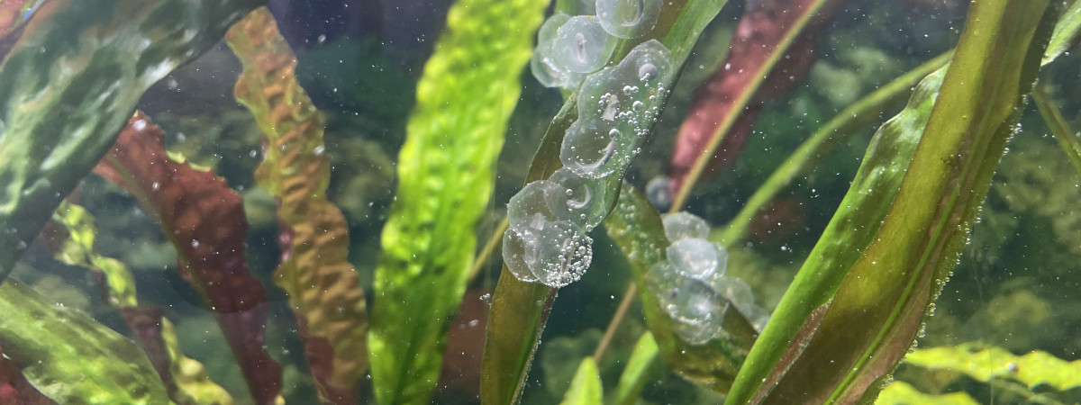 aquarium Monedero